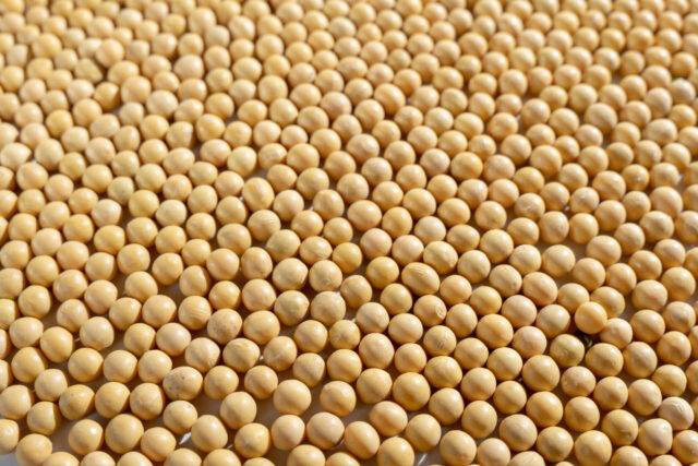 In keeping with new EU deforestation legislation, new pilot programs trace soybeans throughout large agricultural companies’ supply chains.